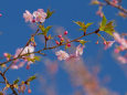 咲き始めた早咲きの桜