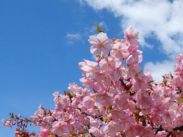 河津桜咲く季節に