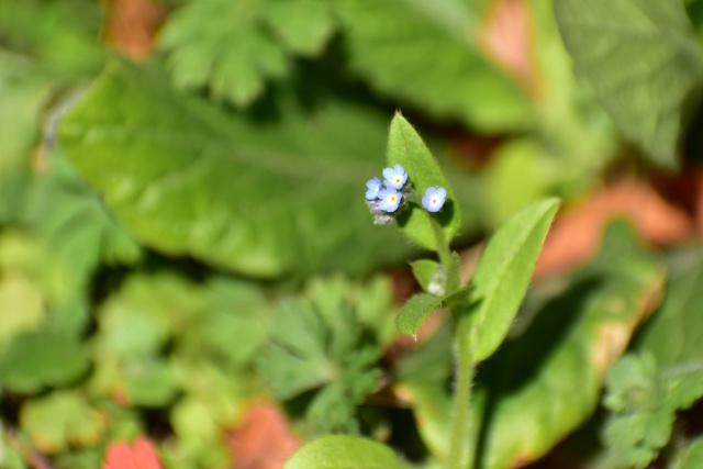 小さな花キュウリグサ