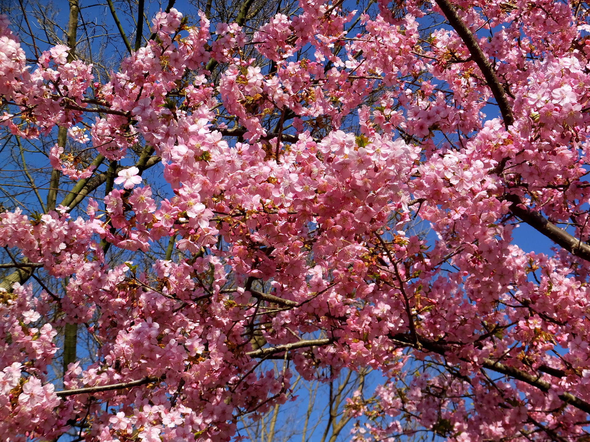 花 植物 満開の河津桜 壁紙19x1440 壁紙館