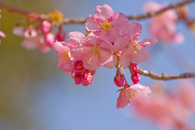 河津桜