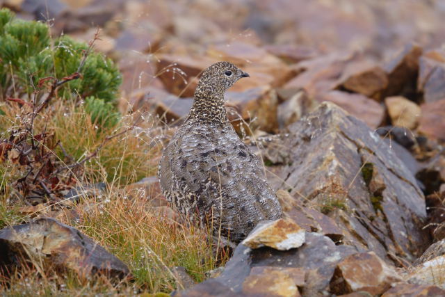 小蓮華山のママ雷鳥2