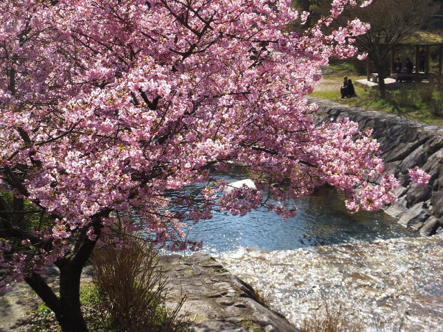 水の流れと河津桜