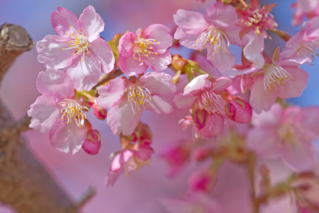 河津桜