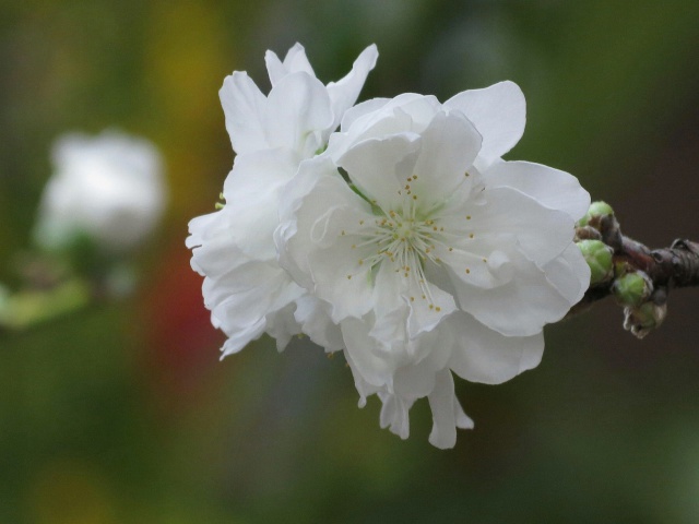 雛祭りに・花桃白花