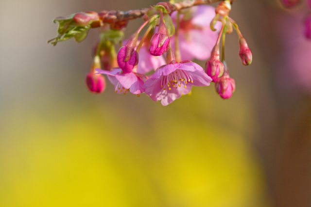 河津桜