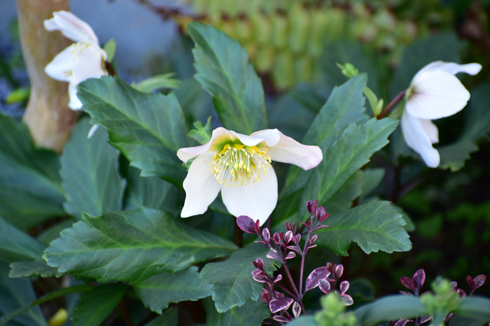 花 植物 クリスマスローズ 壁紙19x1280 壁紙館