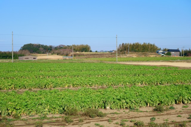 早春の大根畑