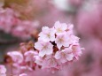 河津桜