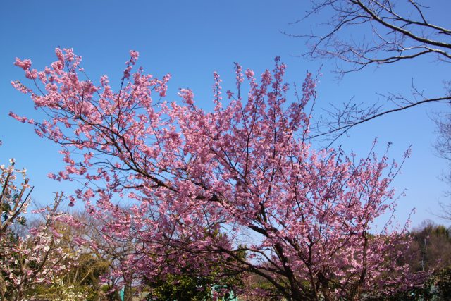 寒ん桜