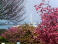 河津桜の咲く丘から