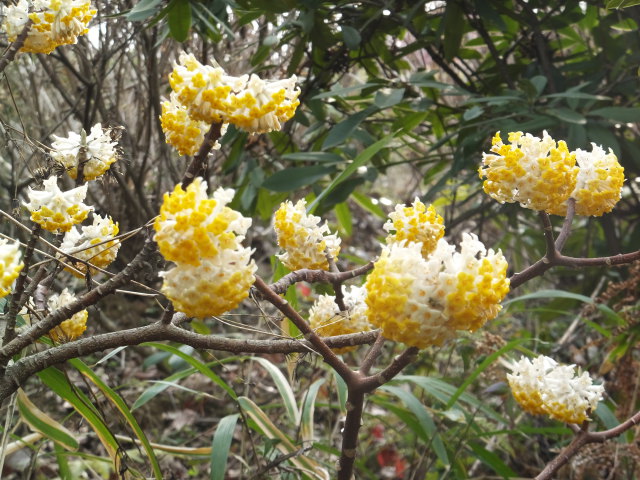 明るく咲いているミツマタの花