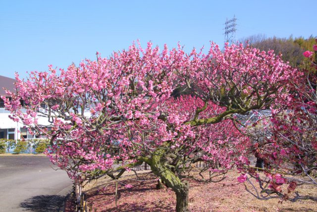 梅の花満開