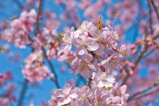 河津桜