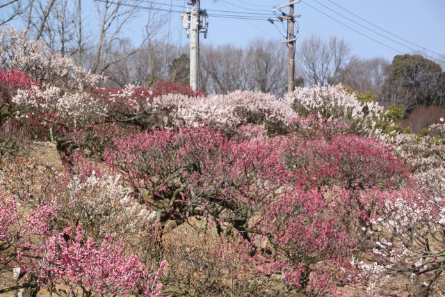 梅の花満開