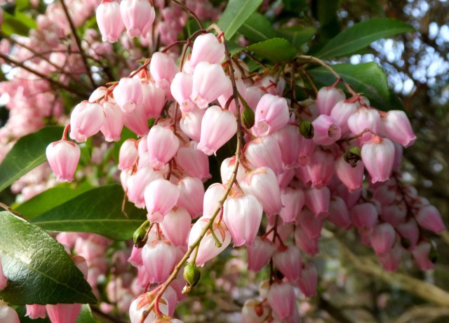 春の光に馬酔木の花