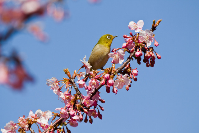 河津桜にメジロ