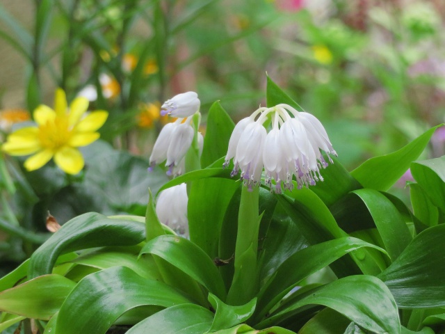 白花ショウジョウバカマ