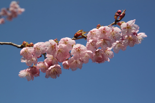 寒桜一枝