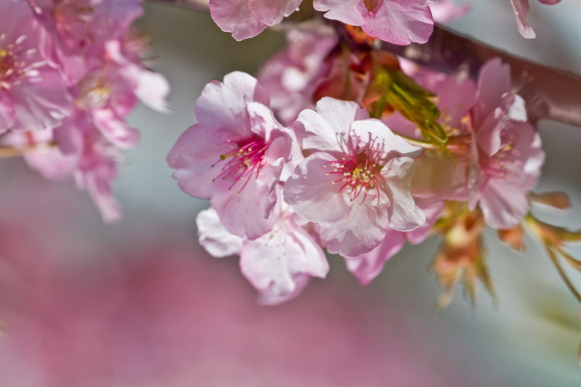 河津桜