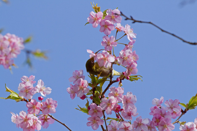 河津桜にメジロ