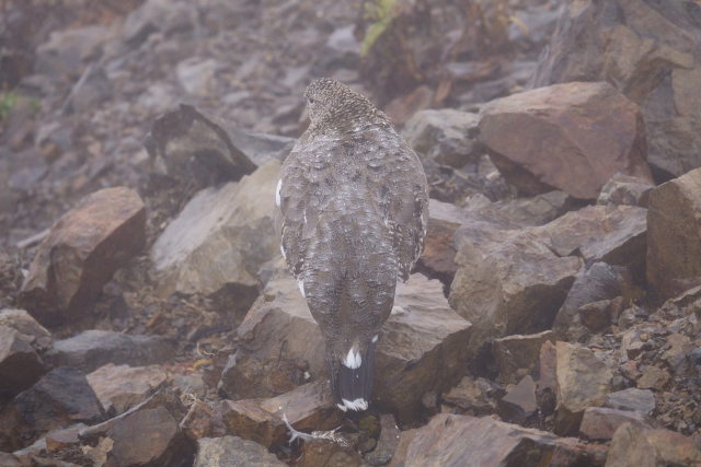 白馬岳の雌雷鳥