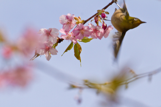 河津桜にメジロ