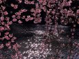 湖面の煌めきと修善寺寒桜