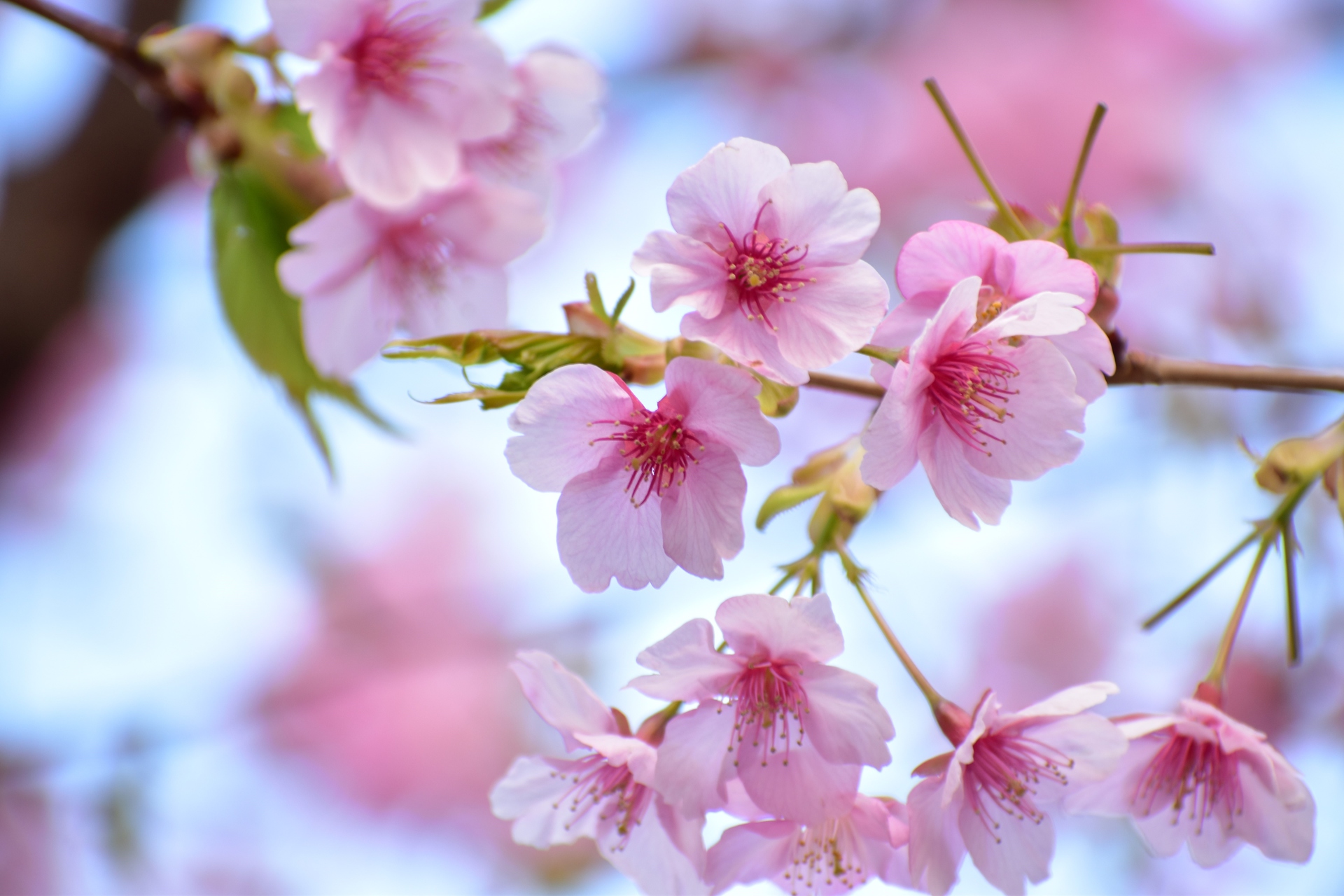 花 植物 さくら 壁紙19x1280 壁紙館