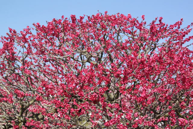 梅の花満開