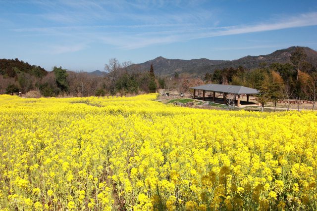 公園の菜の花畑