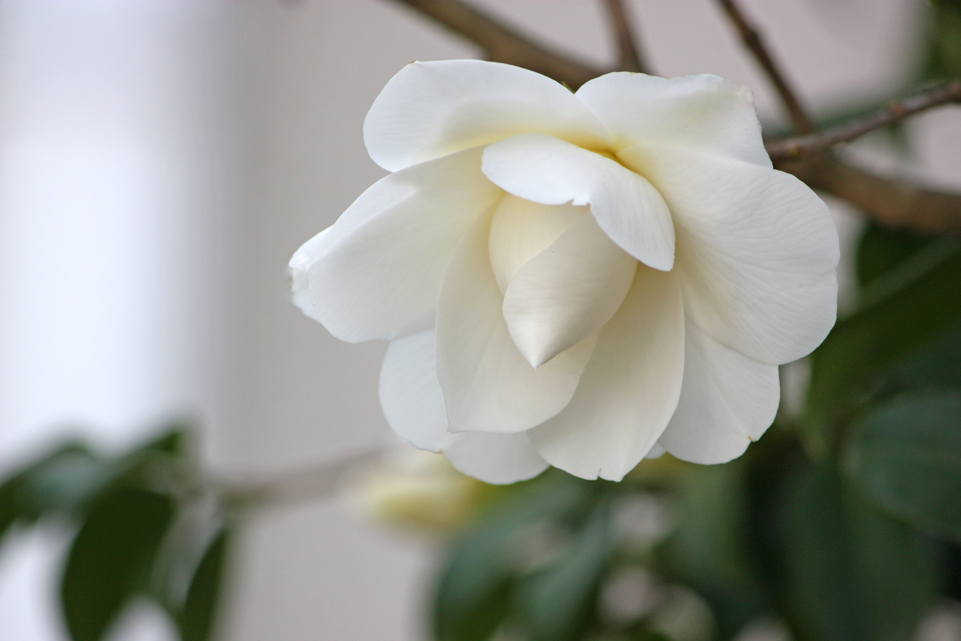 花 植物 八重白椿 壁紙19x1280 壁紙館