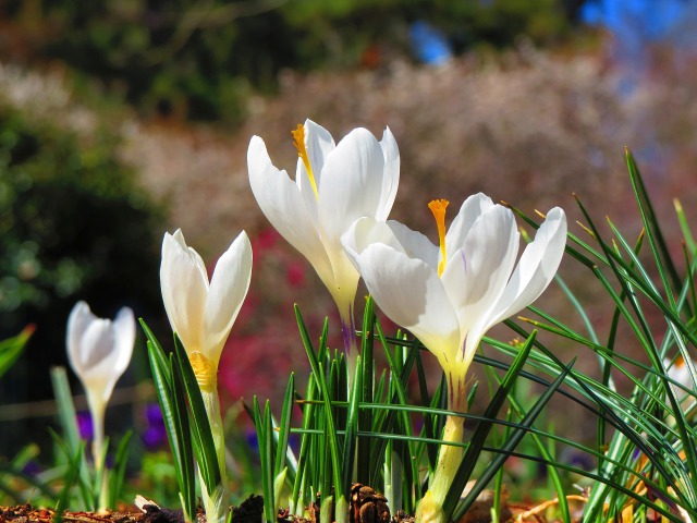 早春の花の妖精・クロッカス