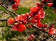 深紅の木瓜の花