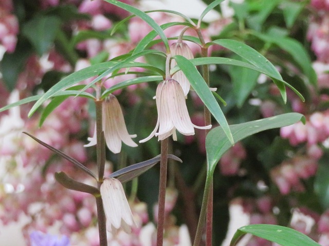 かわいい細花コバイモ