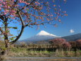 富士山とカワヅサクラ