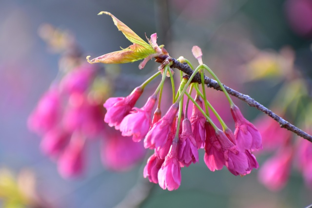 寒緋桜