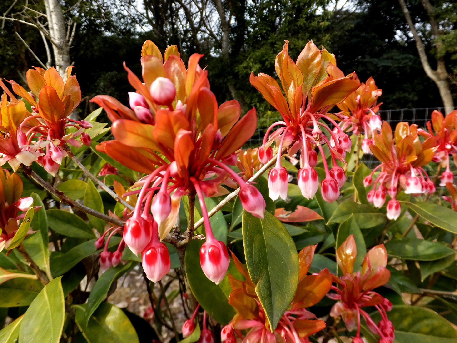 花 植物 春の萌え萌え 壁紙19x1440 壁紙館