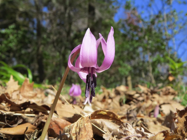 ポツリと開いたカタクリの花