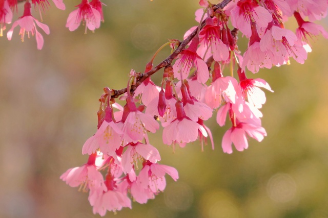 満開のオカメ桜