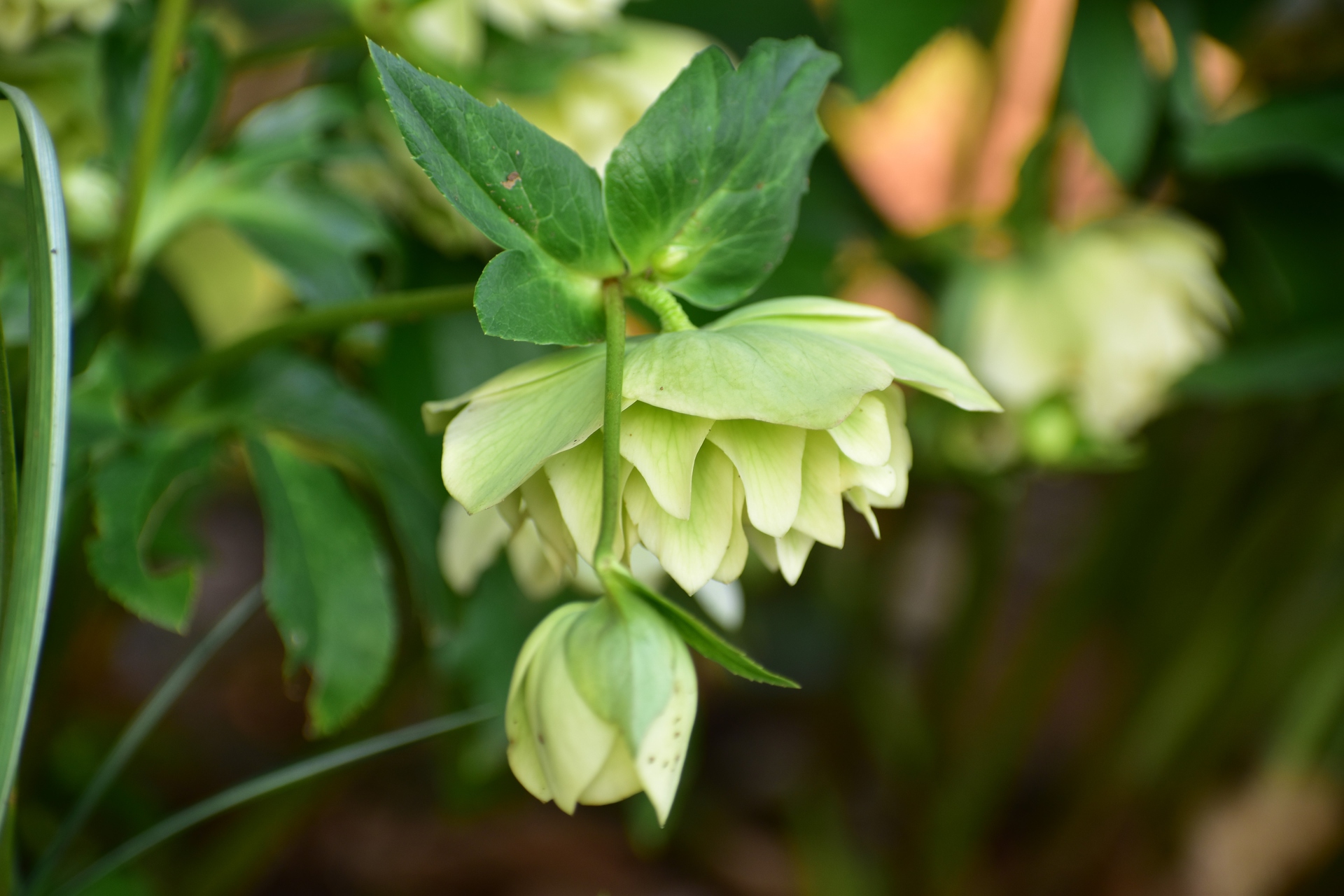 花 植物 クリスマスローズ 壁紙19x1280 壁紙館