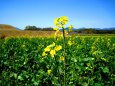 西都原の菜の花 3分咲き