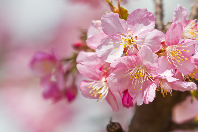 河津桜