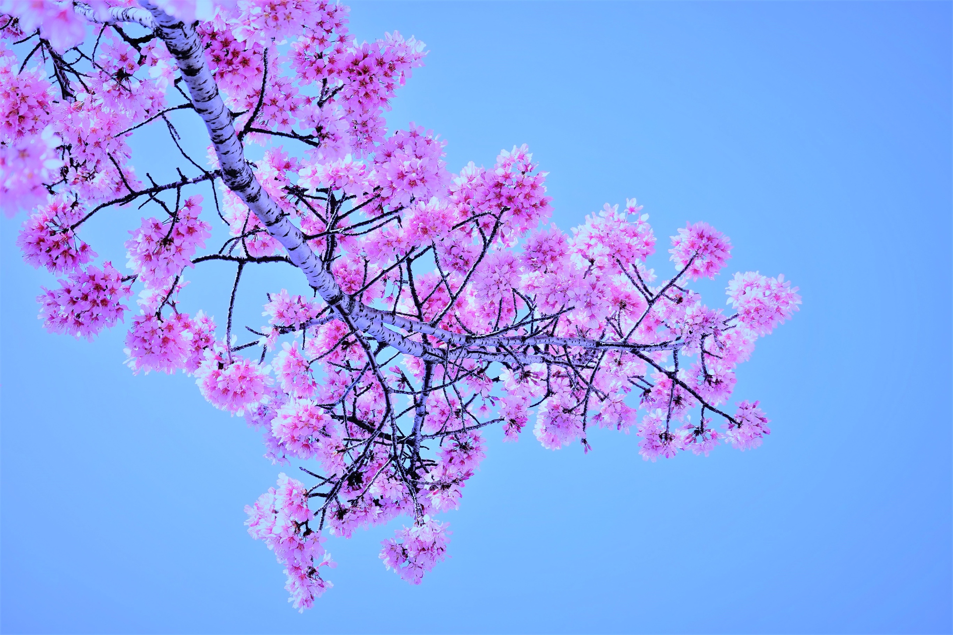 花 植物 オカメ桜 壁紙19x1280 壁紙館