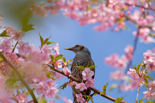 河津桜にヒヨドリ