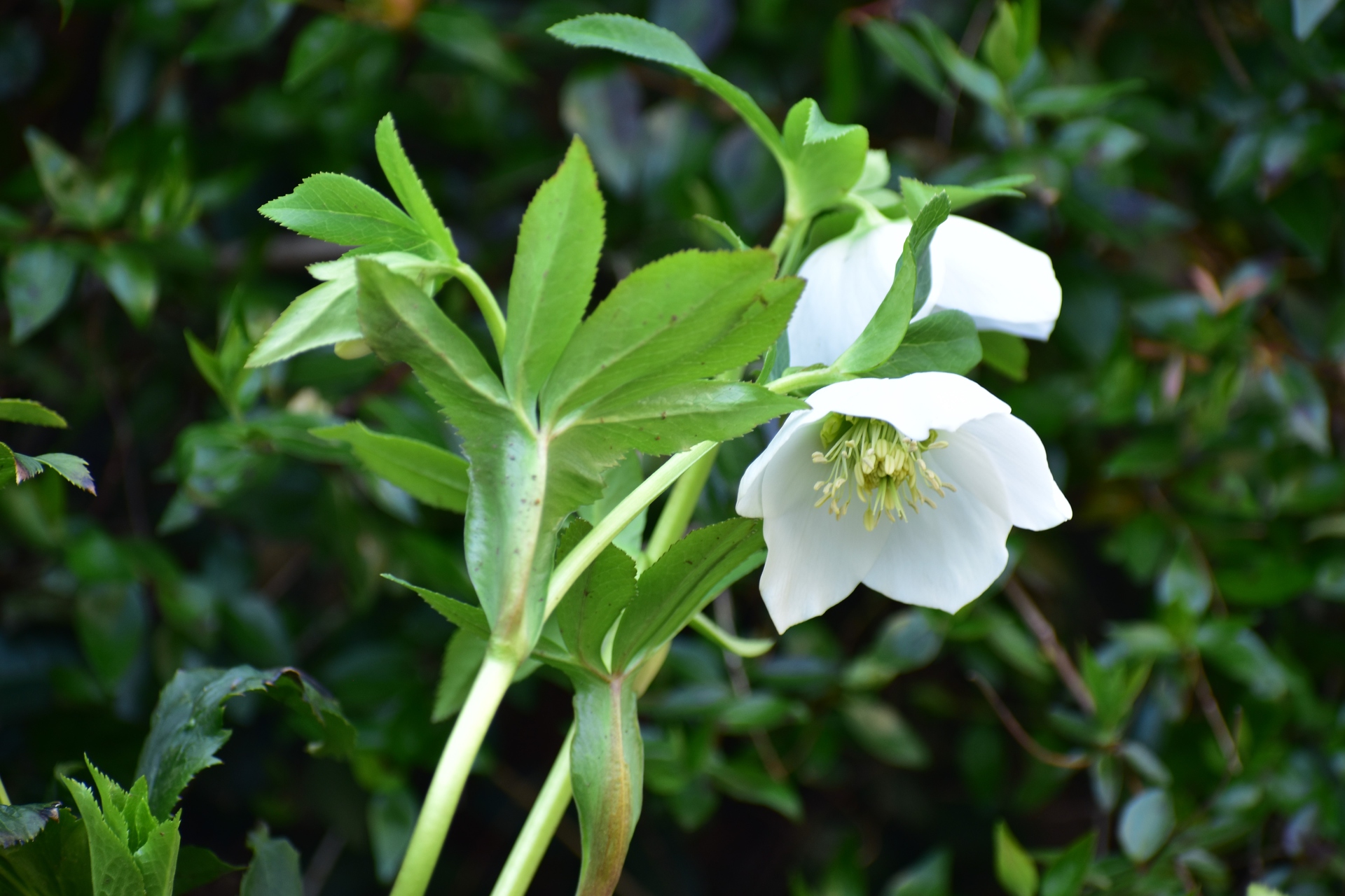 花 植物 クリスマスローズ 壁紙19x1280 壁紙館