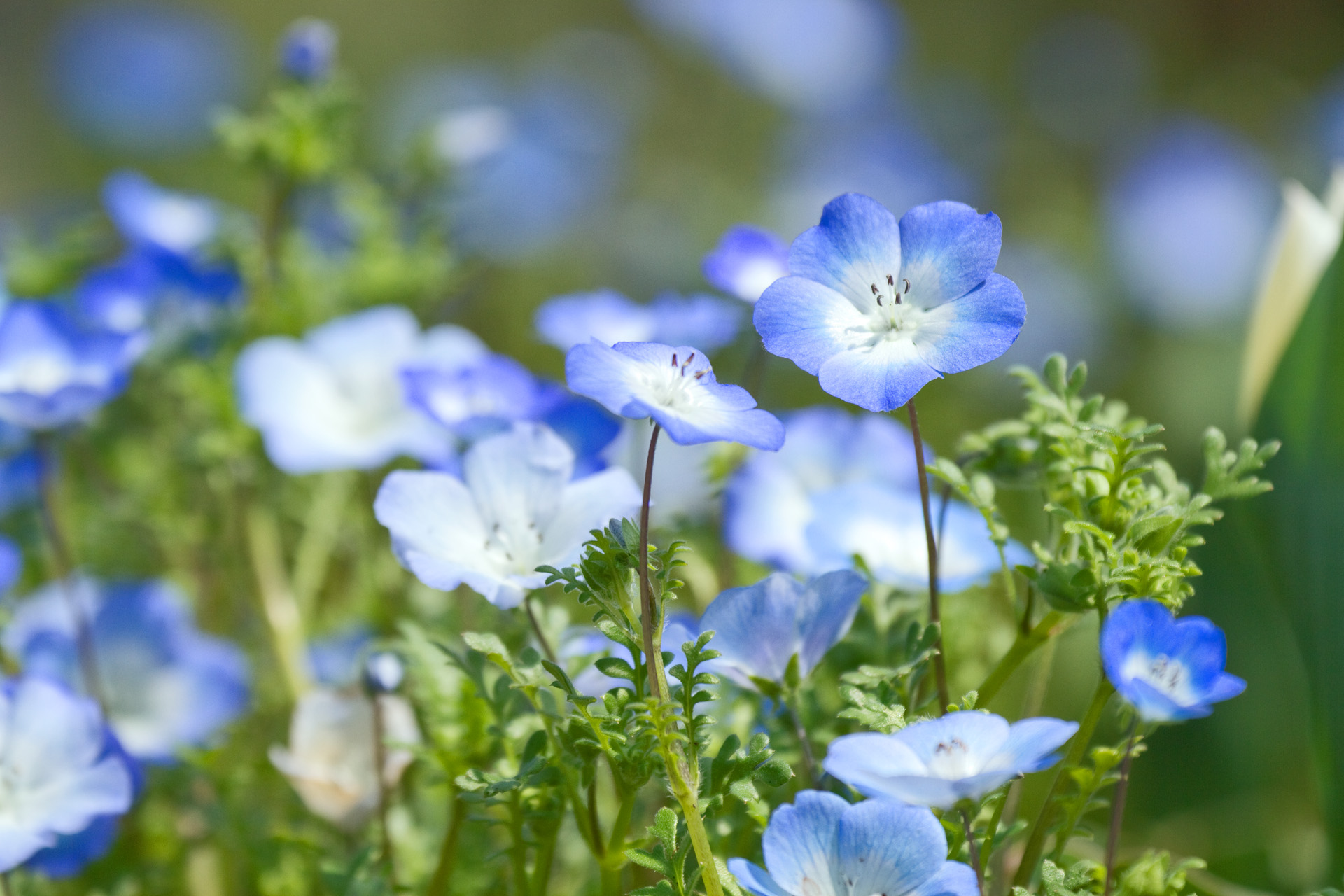 すべての花の画像 エレガント19x1280 ネモフィラ 壁紙