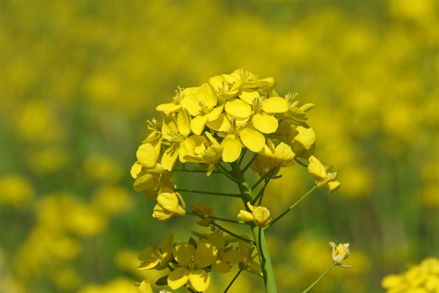 菜の花 早春7