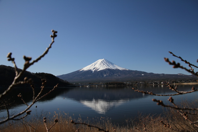 固い蕾の向こうの富士山