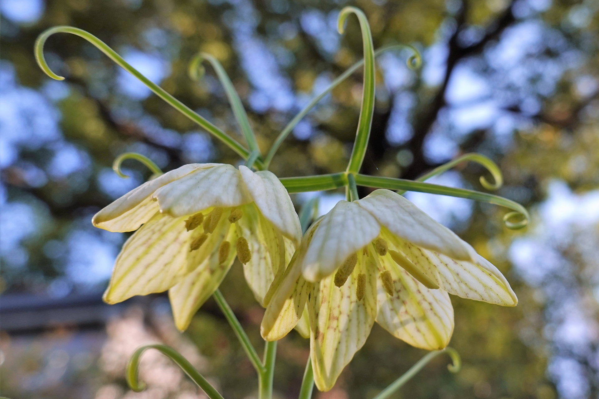 花 植物 バイモユリ 壁紙19x1280 壁紙館